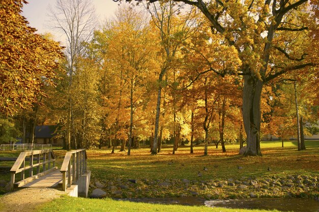 Árboles en el parque durante el otoño