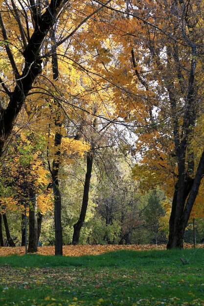 Árboles en el parque durante el otoño