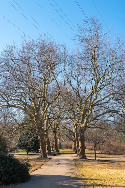 Árboles en el parque público de la ciudad de Gdansk Polonia