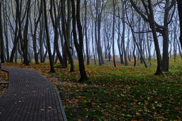 Árboles en el parque público de otoño brumoso