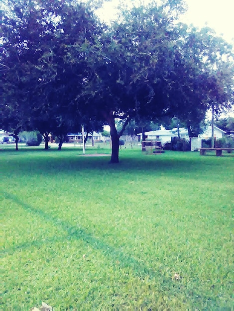 Árboles en el parque