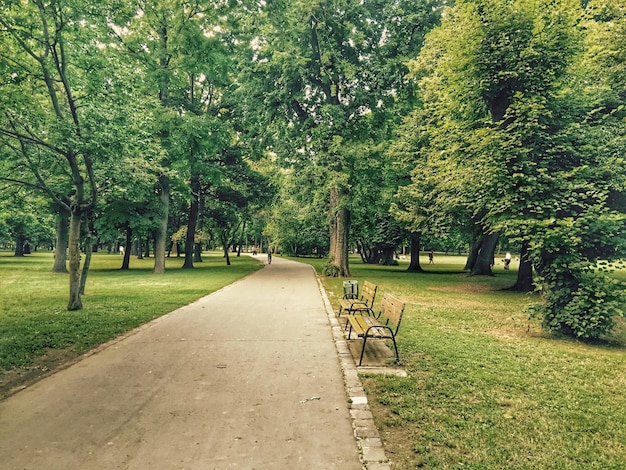 Árboles en el parque