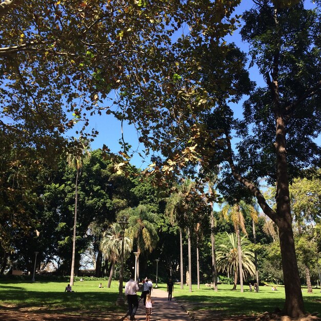 Árboles en el parque