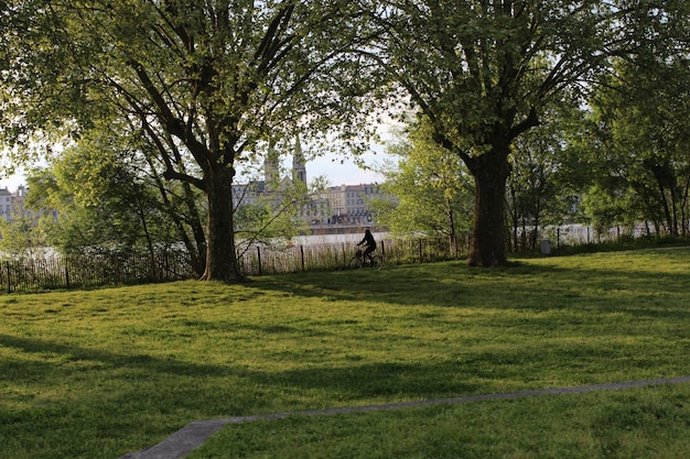 Árboles en el parque