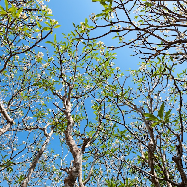 Árboles en el parque