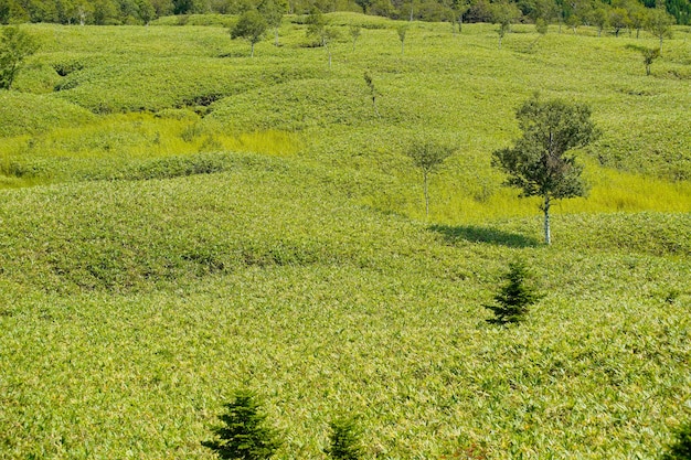 Árboles de pie en el prado en buen día