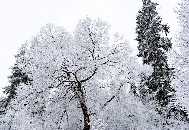 Árboles de pino altos congelados con hielo y nieve en la aldea de Vatra Dornei en Rumania