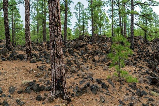 Árboles de Pinus canariensis después de ser cubiertos de lava