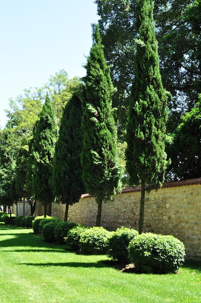 Árboles piramidales en el parque de la ciudad. Paisaje del parque de la ciudad en un día de verano.