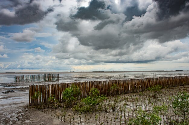 Árboles plantados en el mar en Bang Pu en Samut prakan.