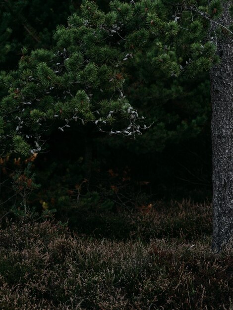 Árboles y plantas en el campo en el bosque