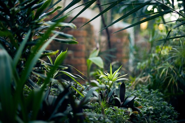 Árboles y plantas exóticas bajo techo en invernadero