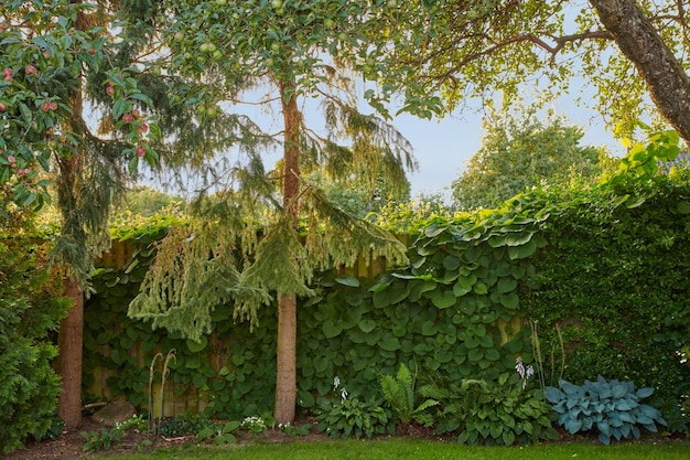 Árboles, plantas verdes y flores en un tranquilo jardín privado y paisajístico en verano Frutas de manzana del paraíso que crecen como bocadillos saludables, frescos y sabrosos para la dieta y el bienestar en un pintoresco y exuberante patio trasero