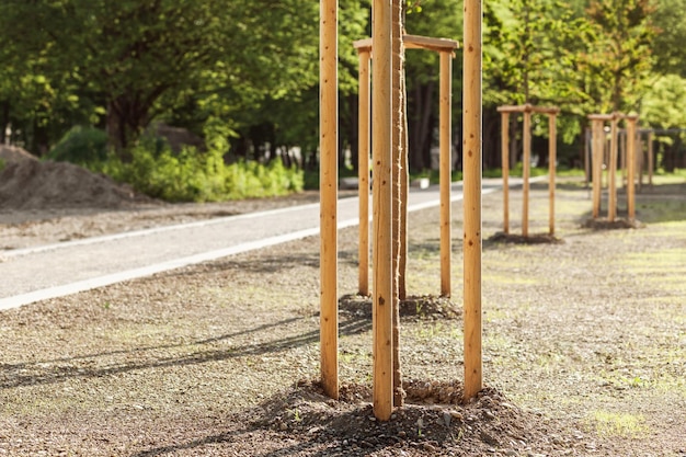 Árboles de plántulas plantados y atados a clavijas en el parque de la ciudad. Árboles jóvenes con Soporte Protector. Paisaje