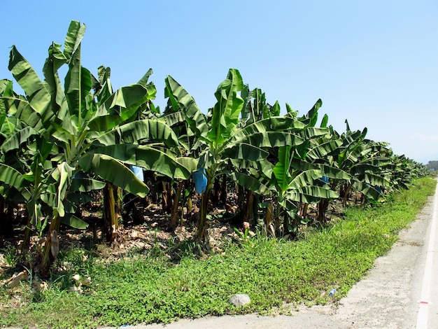 Árboles de plátano en el país de Honduras