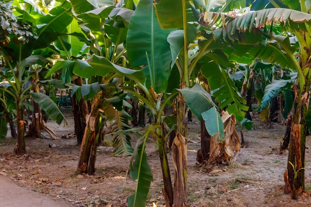 Árboles de plátano que crecen en la plantación de plátanos