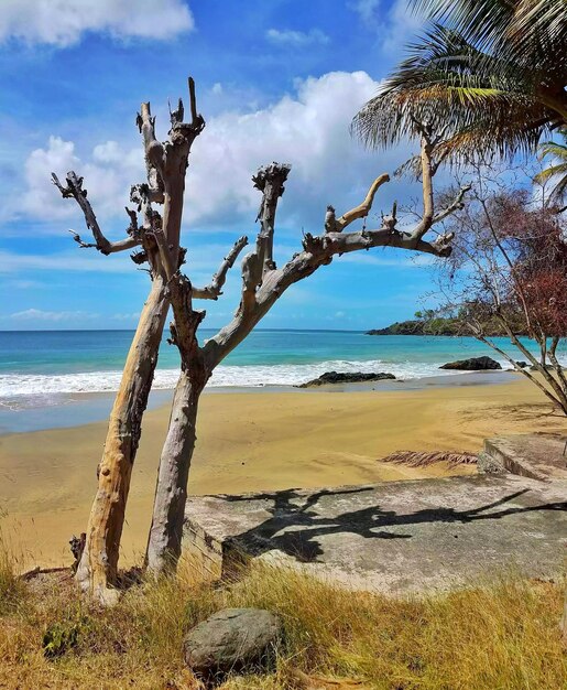 Árboles en la playa contra el cielo