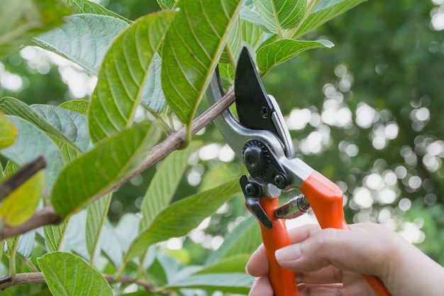 Árboles de la poda del jardinero con las tijeras de podar en fondo de la naturaleza.