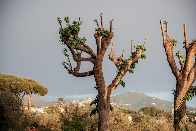 Árboles podados con el método de poda de árboles desmochados con hojas verdes frescas