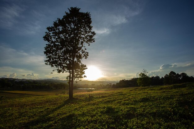 Árboles en prados con sol y fondo de cielo azul.