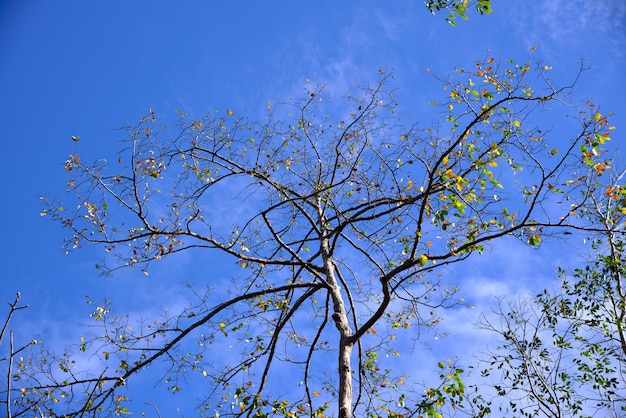Árboles en primavera sobre fondo de cielo azul