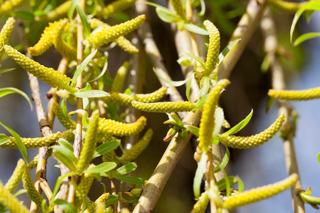 Árboles en la primavera