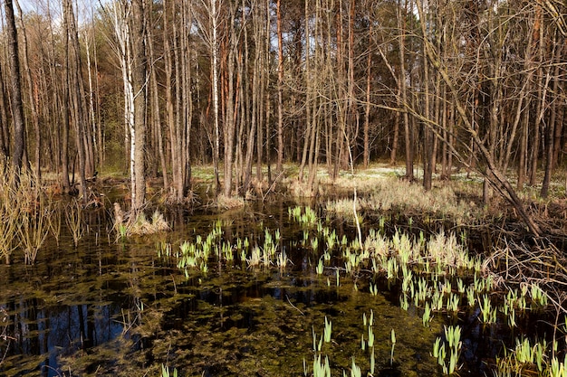 Árboles en la primavera