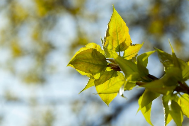 Árboles en la primavera