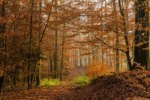 Árboles que crecen en el bosque durante el otoño