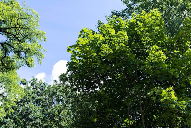 Árboles que crecen en el bosque en verano