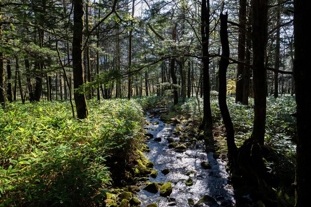 Árboles que crecen en el bosque