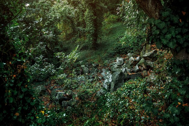 Árboles que crecen en el bosque