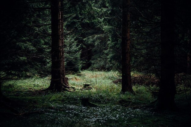 Árboles que crecen en el bosque