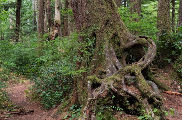 Árboles que crecen en el bosque