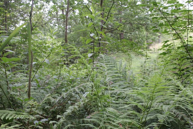 Árboles que crecen en el bosque