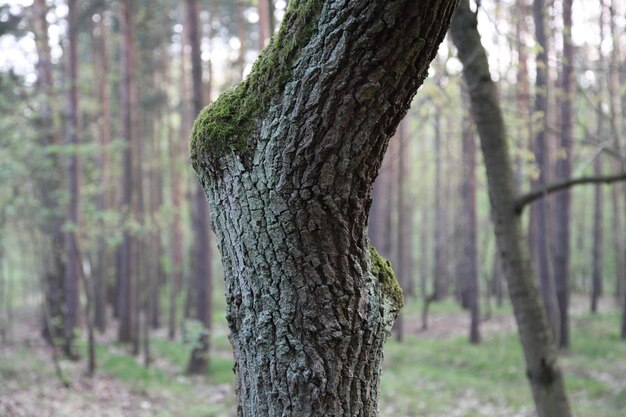 Árboles que crecen en el bosque