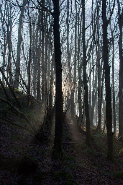 Árboles que crecen en el campo en el bosque