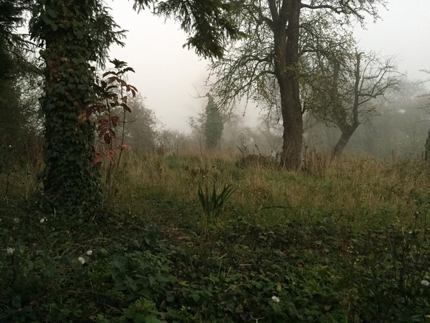 Árboles que crecen en el campo de hierba en tiempo de niebla