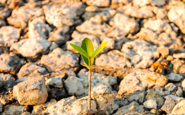 Árboles que crecen naturalmente en suelos áridos, debido al efecto cambiante de la naturaleza.