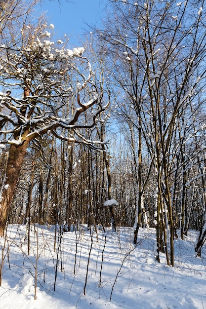 Árboles que crecen en el parque cubiertos de nieve y hielo, temporada de invierno en el parque o en el bosque después de las nevadas, árboles en la nieve blanca