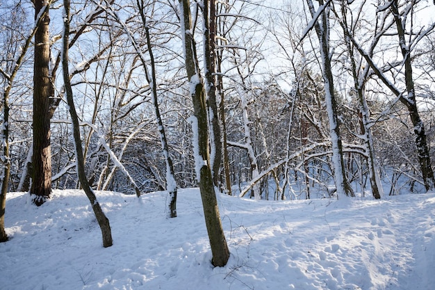 Árboles que crecen en el parque cubiertos de nieve y hielo.