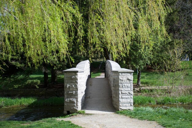 Árboles que crecen en el parque