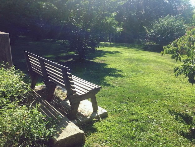 Árboles que crecen en el parque