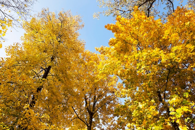 Árboles que crecen en la temporada de otoño. follaje amarillento