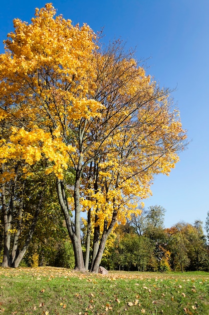 Árboles que crecen en la temporada de otoño. follaje amarillento