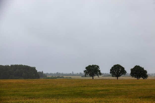 Árboles que crecen en la temporada de otoño.