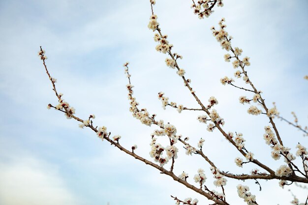 Árboles que florecen en primavera con cielo azul