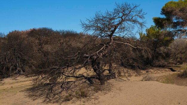 Árboles quemados en un bosque.