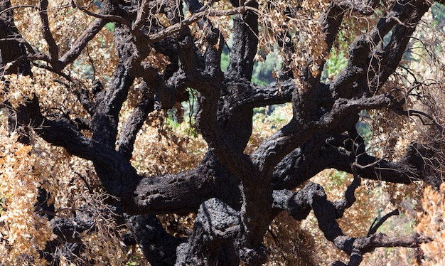 Árboles quemados en el bosque