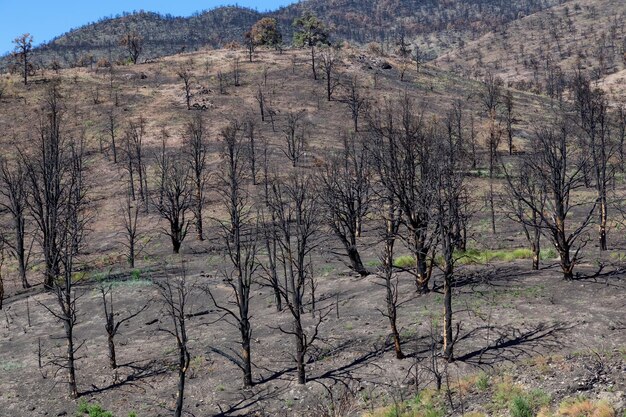 Árboles quemados en la ladera de una montaña a lo largo de la carretera temporada de verano